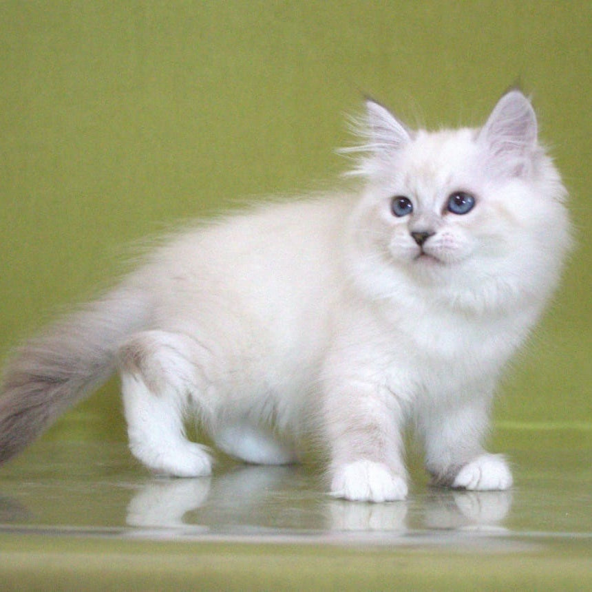 Heather Siberian female, black with white tabby pointed