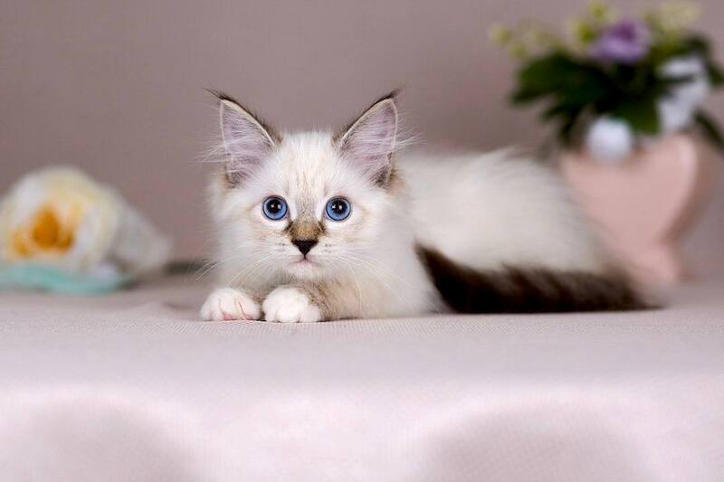 Galaxy Siberian female blue with white tabby pointed - live animals