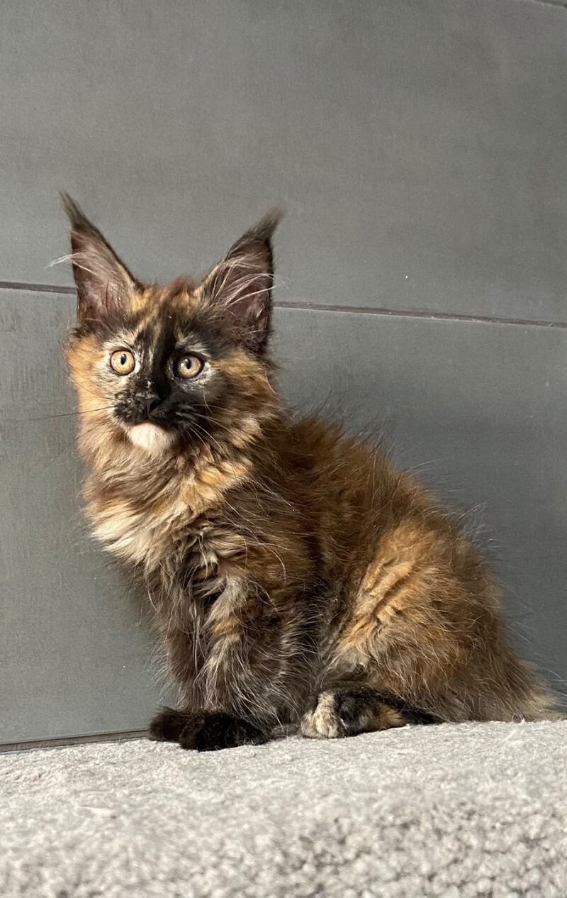 West Coast Maine Coon female, black tortie