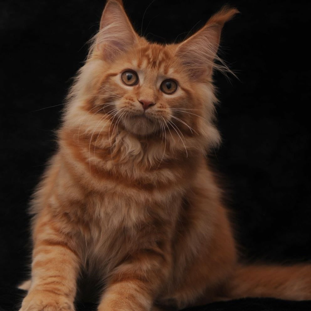Riana Maine Coon female, red