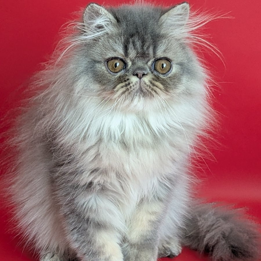 Pavlik Persian male, blue tabby