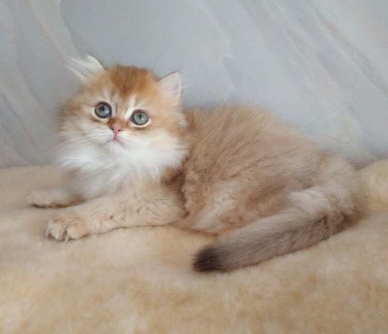 Alan British Longhair female, chocolate golden shaded