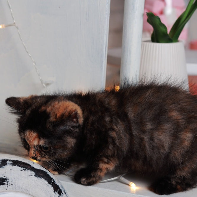 Afina British Shorthair female, black tortie