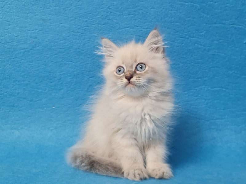 Angel Siberian male blue tabby pointed - live animals