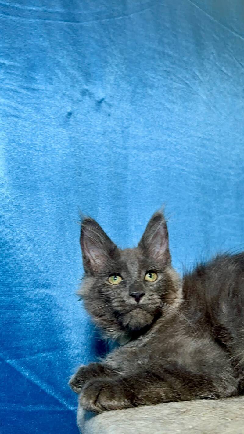 Maikl Maine Coon male, black silver