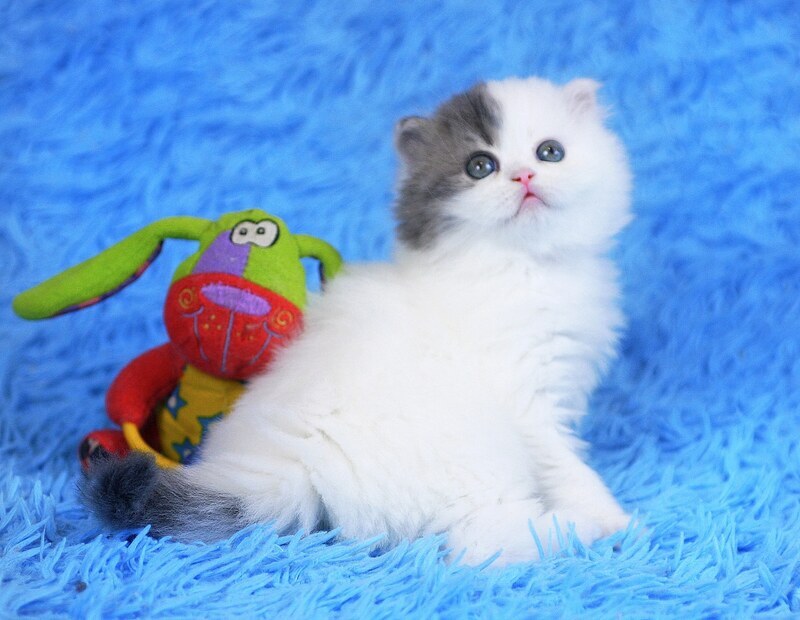 Fantasia Scottish Straight female, blue tabby van