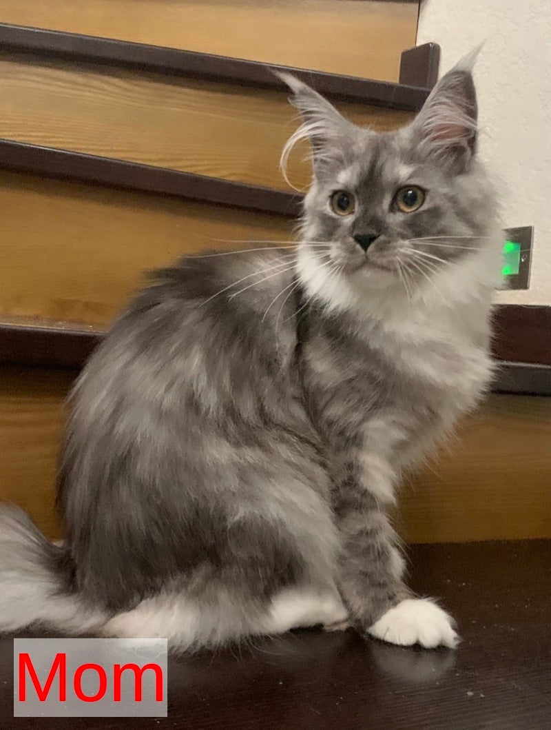 Yanius Maine Coon male black silver tabby - live animals