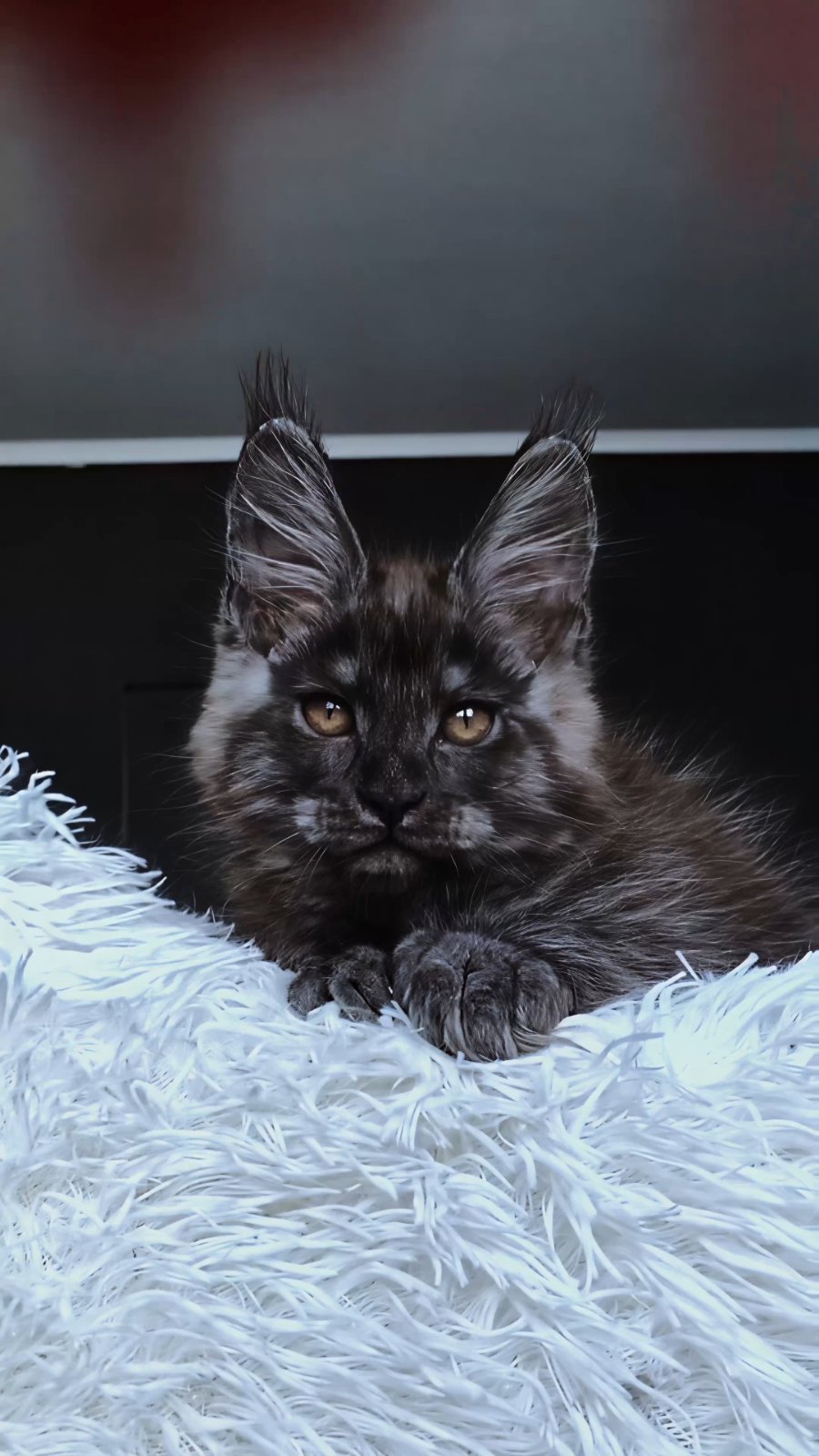 Kasperov Maine Coon male, black silver