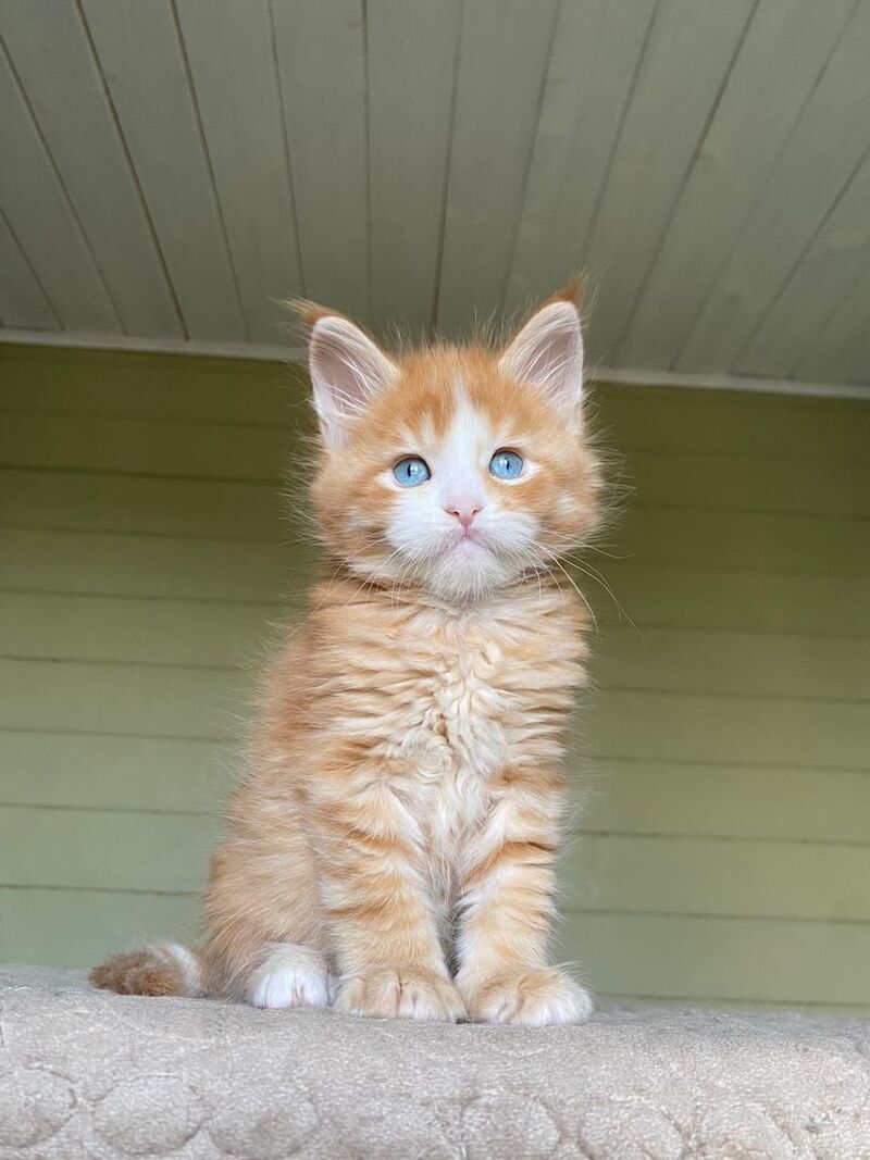 Tutti Frutti Maine Coon male red tabby with white - live animals
