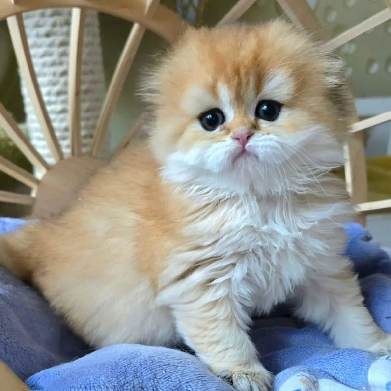 Jin Scottish Fold male, black golden shaded