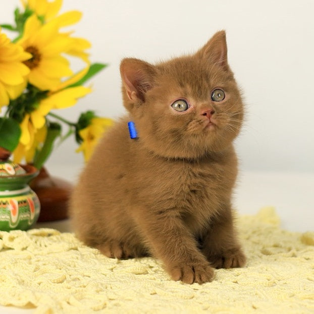 Leo British Shorthair male, cinnamon