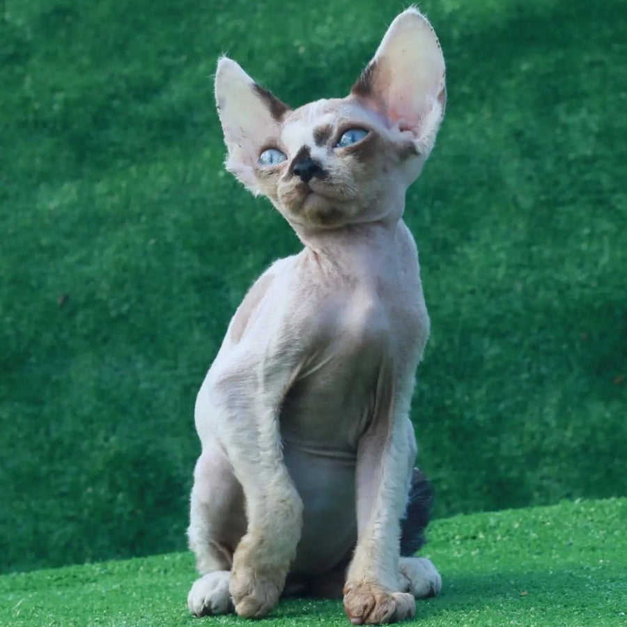 Avetador Devon Rex male, chocolate pointed harlequin