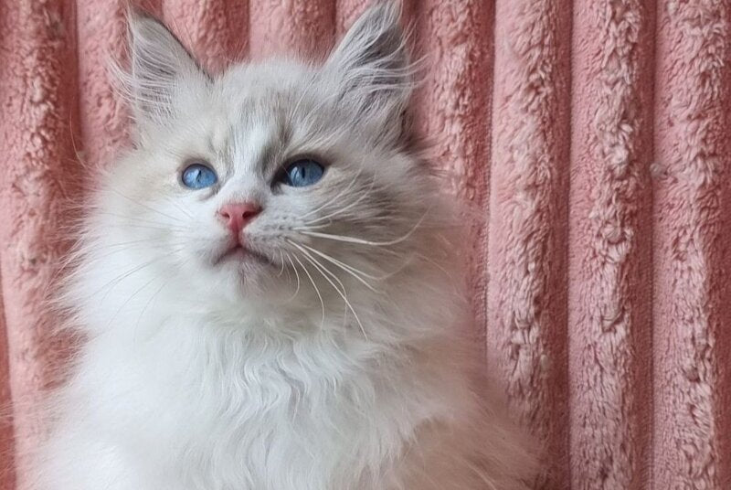 Uliyan Siberian male, blue tabby pointed with white