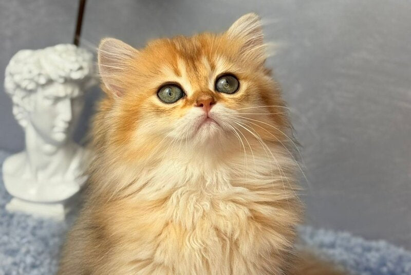 Dasha Scottish Straight female black golden shaded - live animals