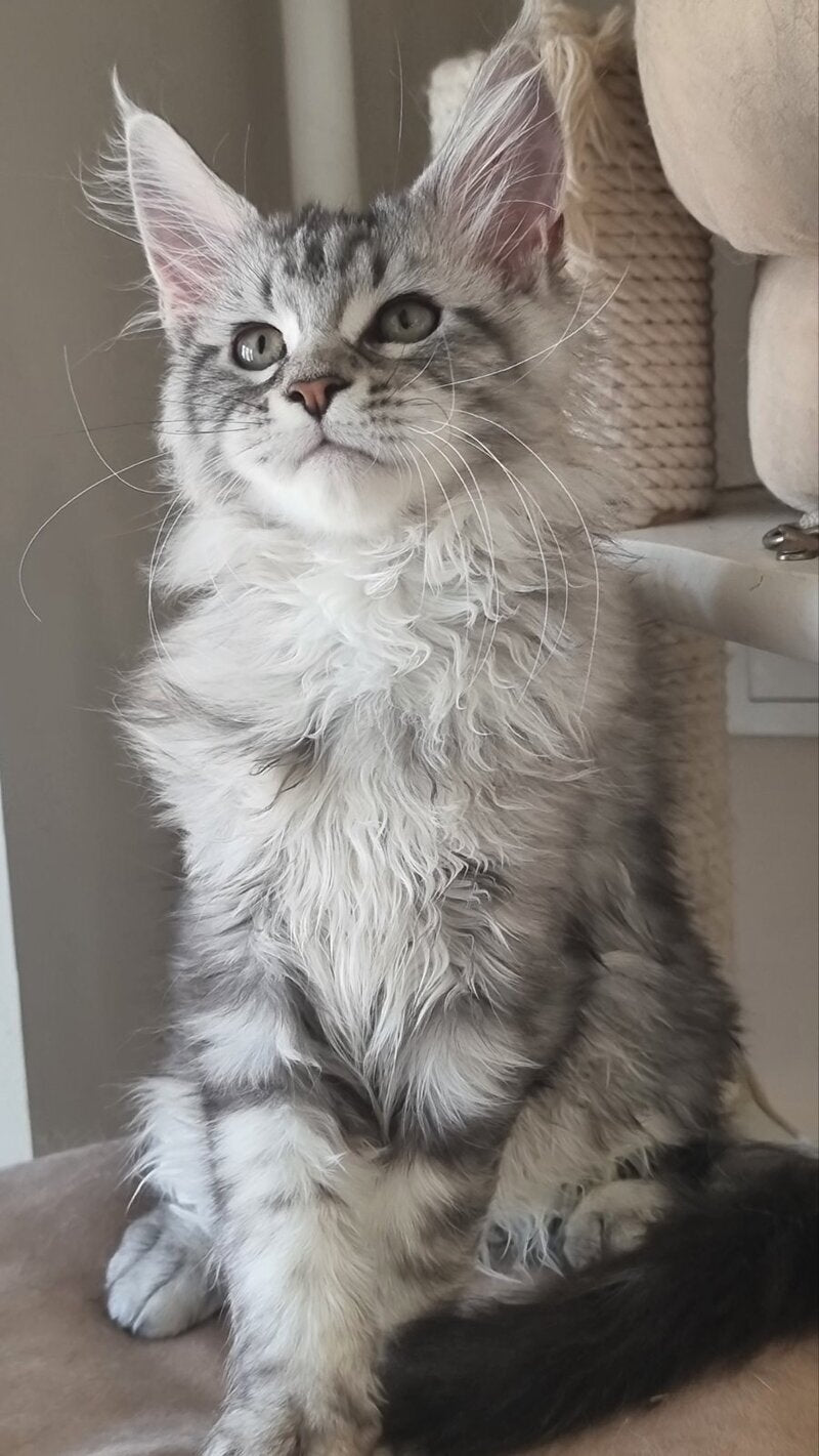 Dafna Maine Coon female black silver tabby - live animals