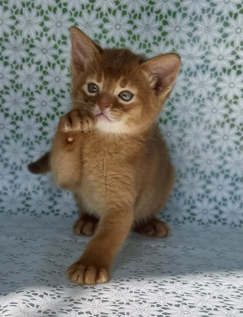 Baks Abyssinian male sorrel - live animals