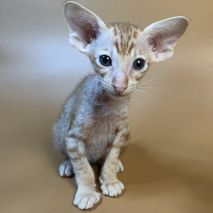 Flame Oriental Shorthair female, red