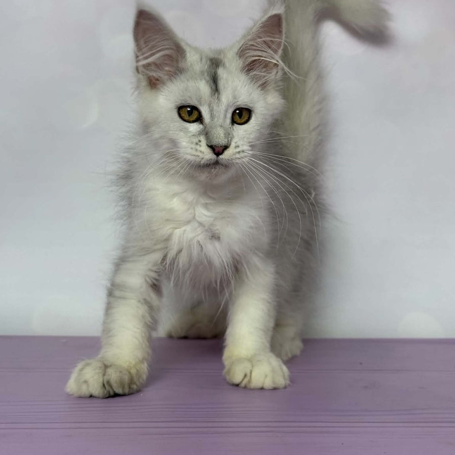 Bree Maine Coon female, black silver shaded with white