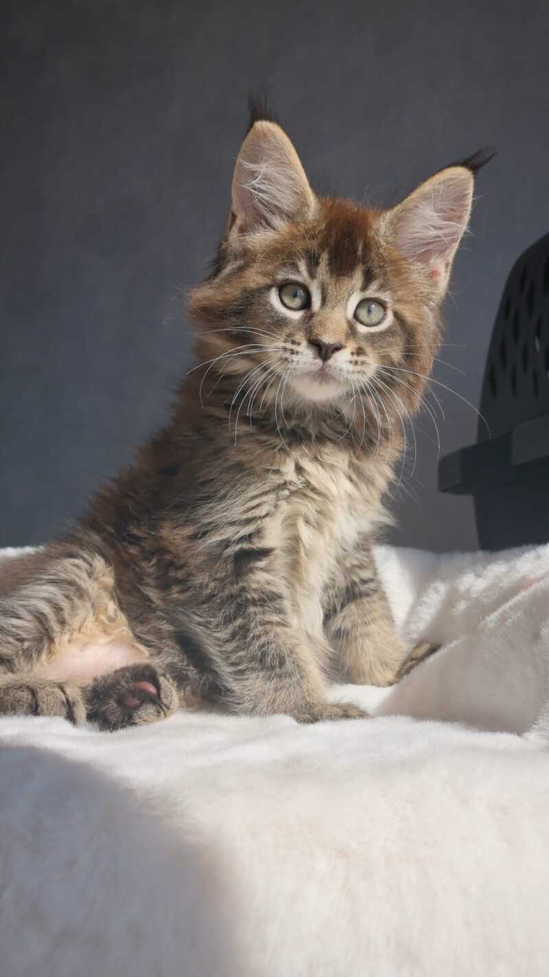 Leopold Maine Coon male black ticked tabby - live animals