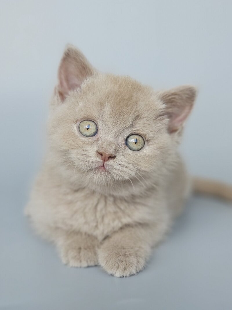 Aster British Shorthair female, fawn