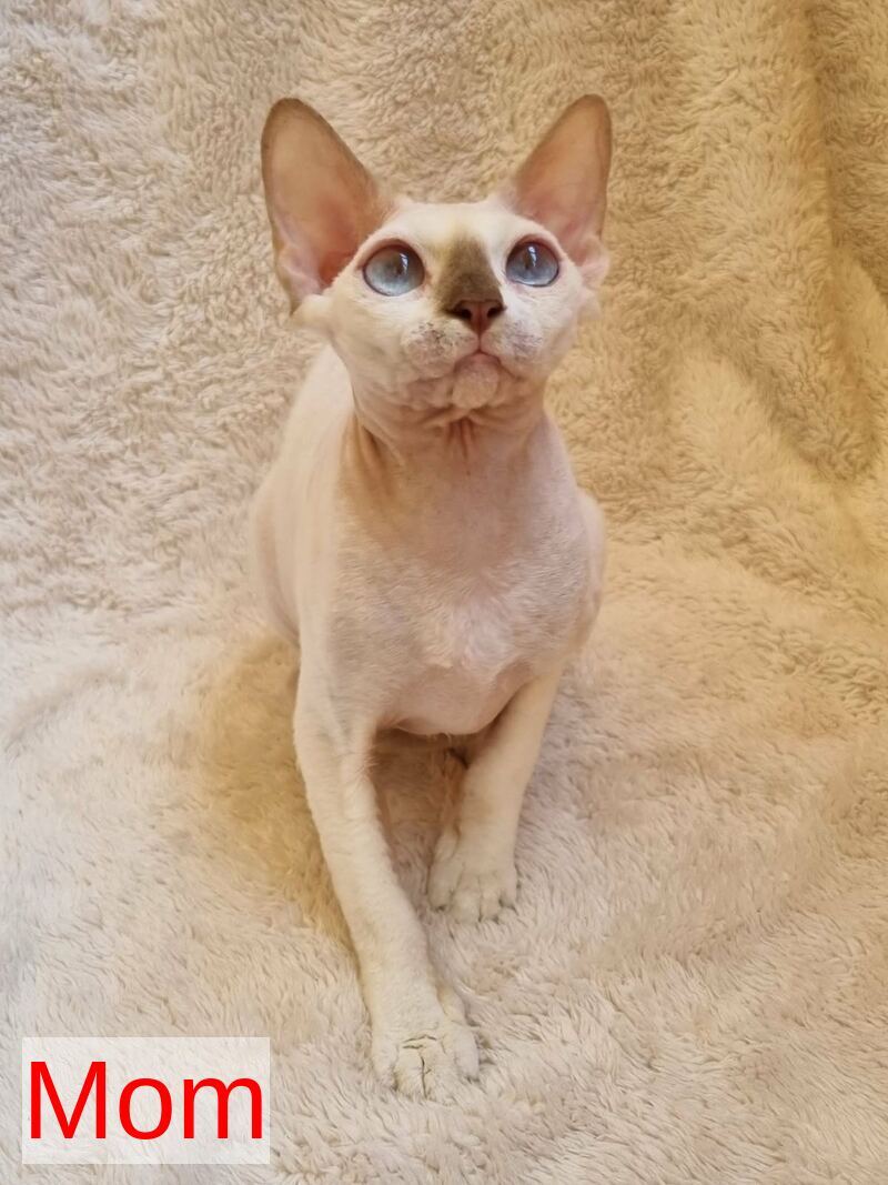 Carmensita Devon Rex female black - live animals