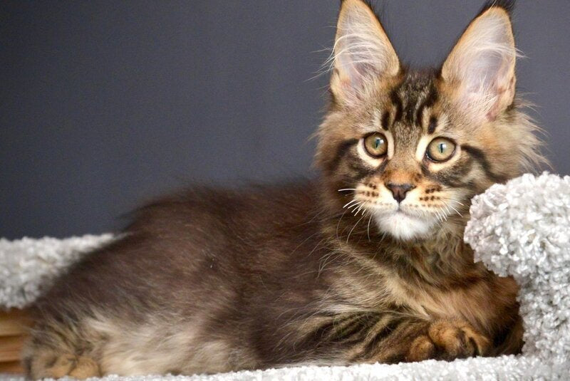 Whitewood Maine Coon male black tabby - live animals