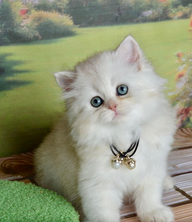 Rina Scottish Straight female black silver shaded - live animals