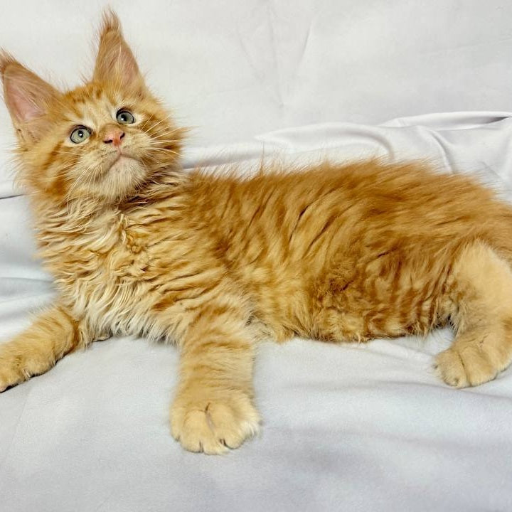 Maximilian Maine Coon male, red