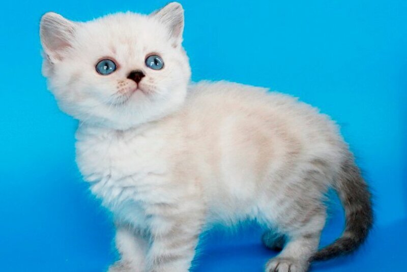 Navarro British Shorthair male black tabby pointed - live animals
