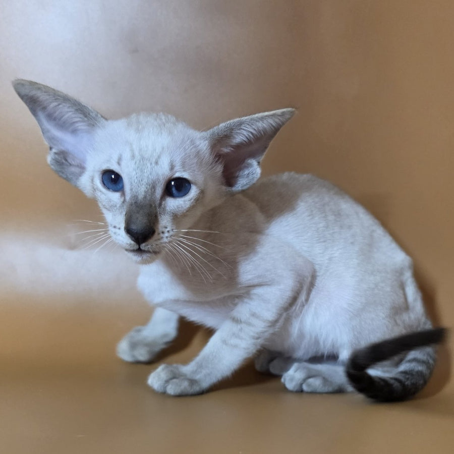 Yarina Siamese female, black spotted tabby