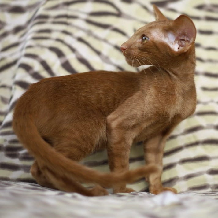 Opium Oriental Shorthair male, cinnamon