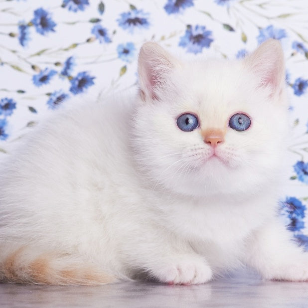 Aliaska British Shorthair female, red pointed