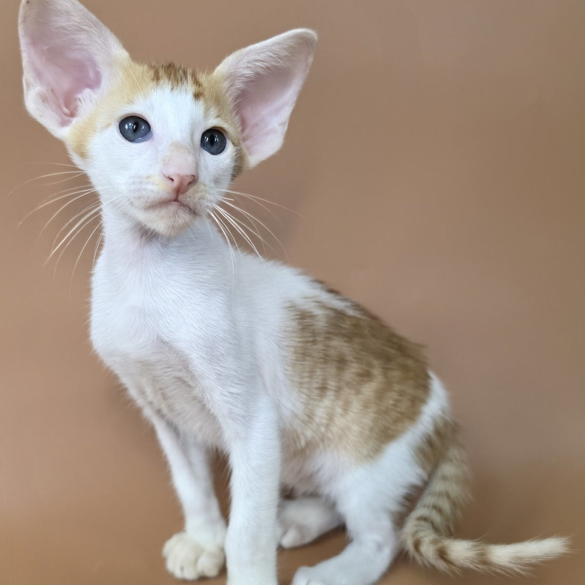 Kronos Oriental Shorthair male, red bicolour spotted tabby