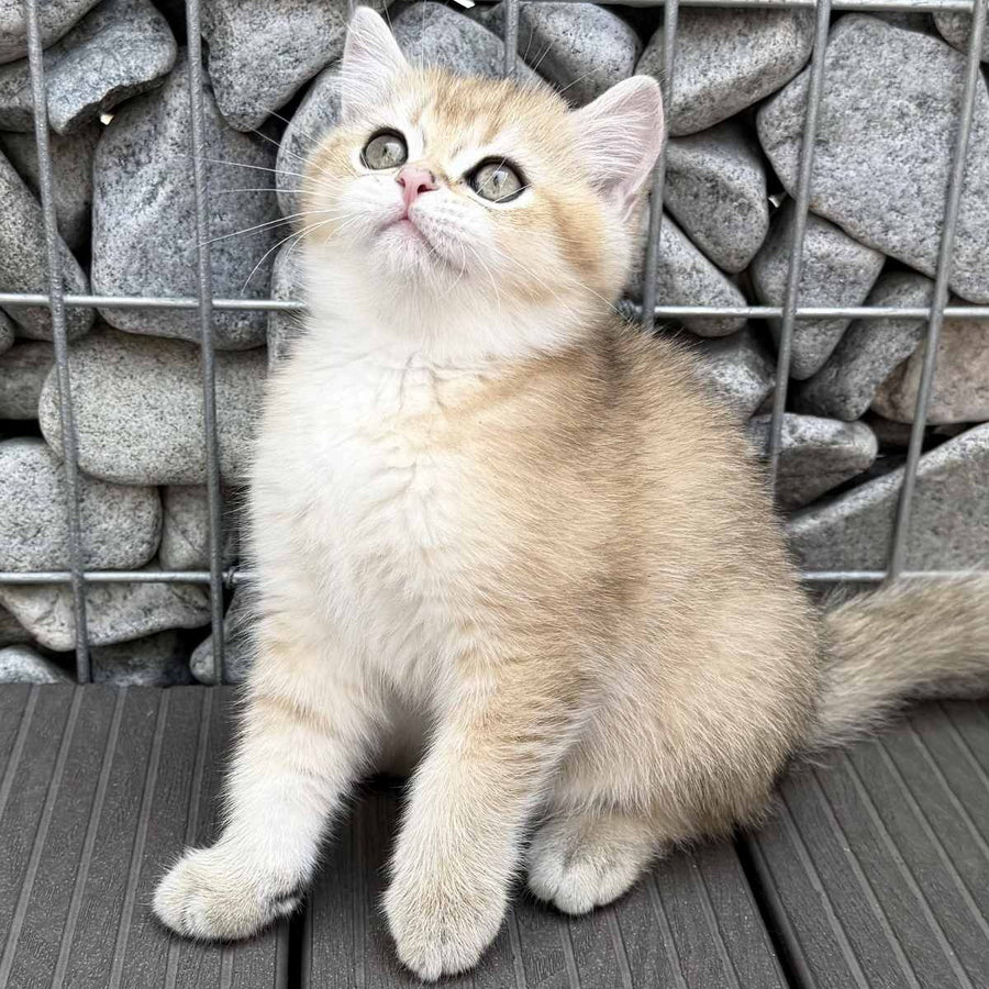 Kabachok British Shorthair male, black golden shaded