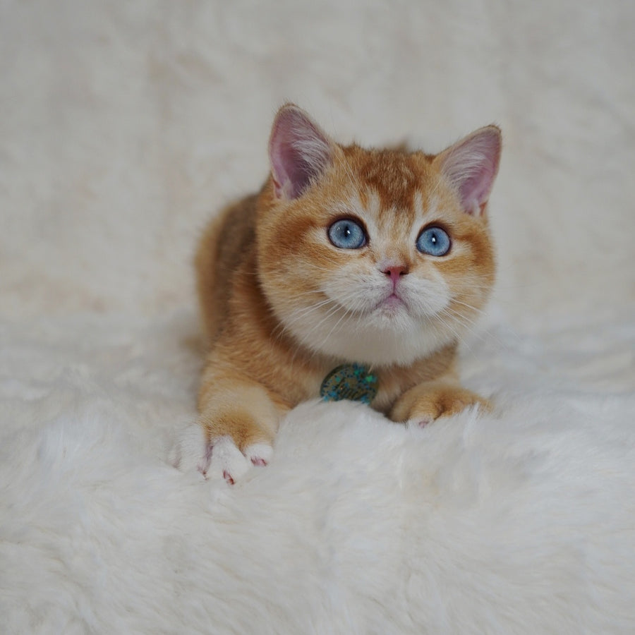 Teddy British Shorthair male, chocolate golden chinchilla with white