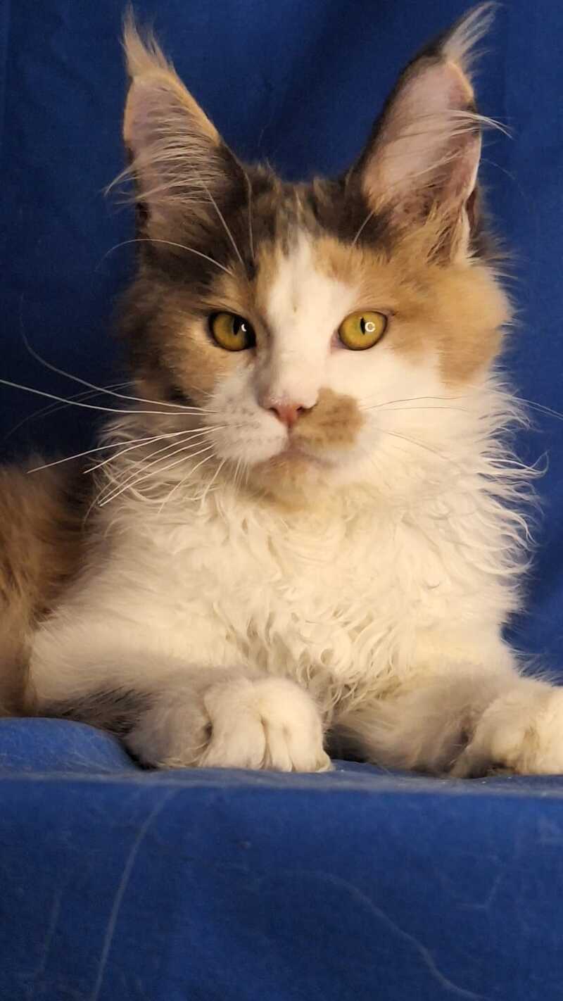 Ingrid Maine Coon female, black tortie silver tabby bicolour