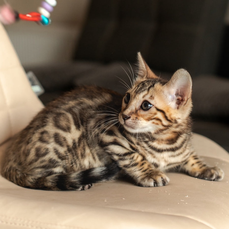 Newton Bengal male, black spotted tabby