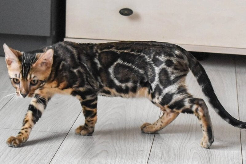 Wolt Bengal male black spotted tabby - live animals