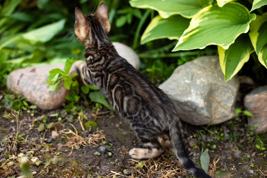 Ulf Bengal male black spotted tabby - live animals