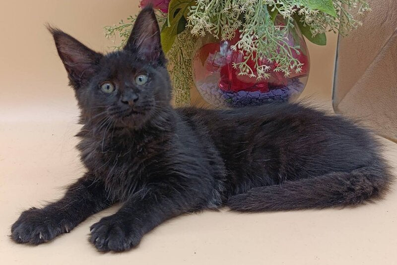 Iris Maine Coon female black silver - live animals