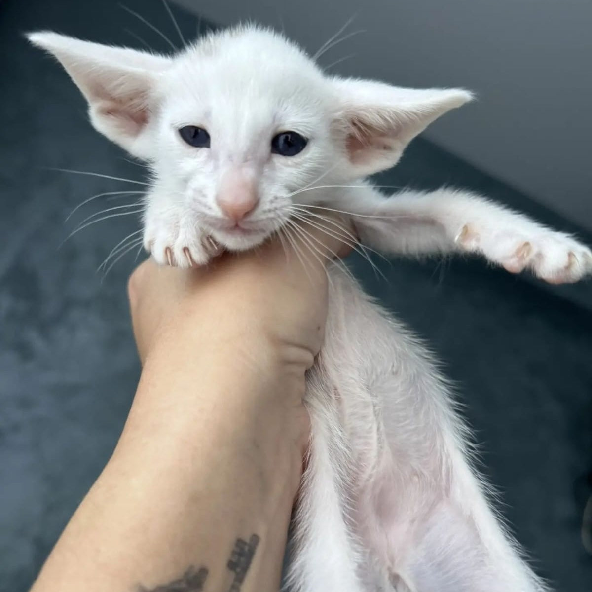 Stella Oriental Shorthair female, white