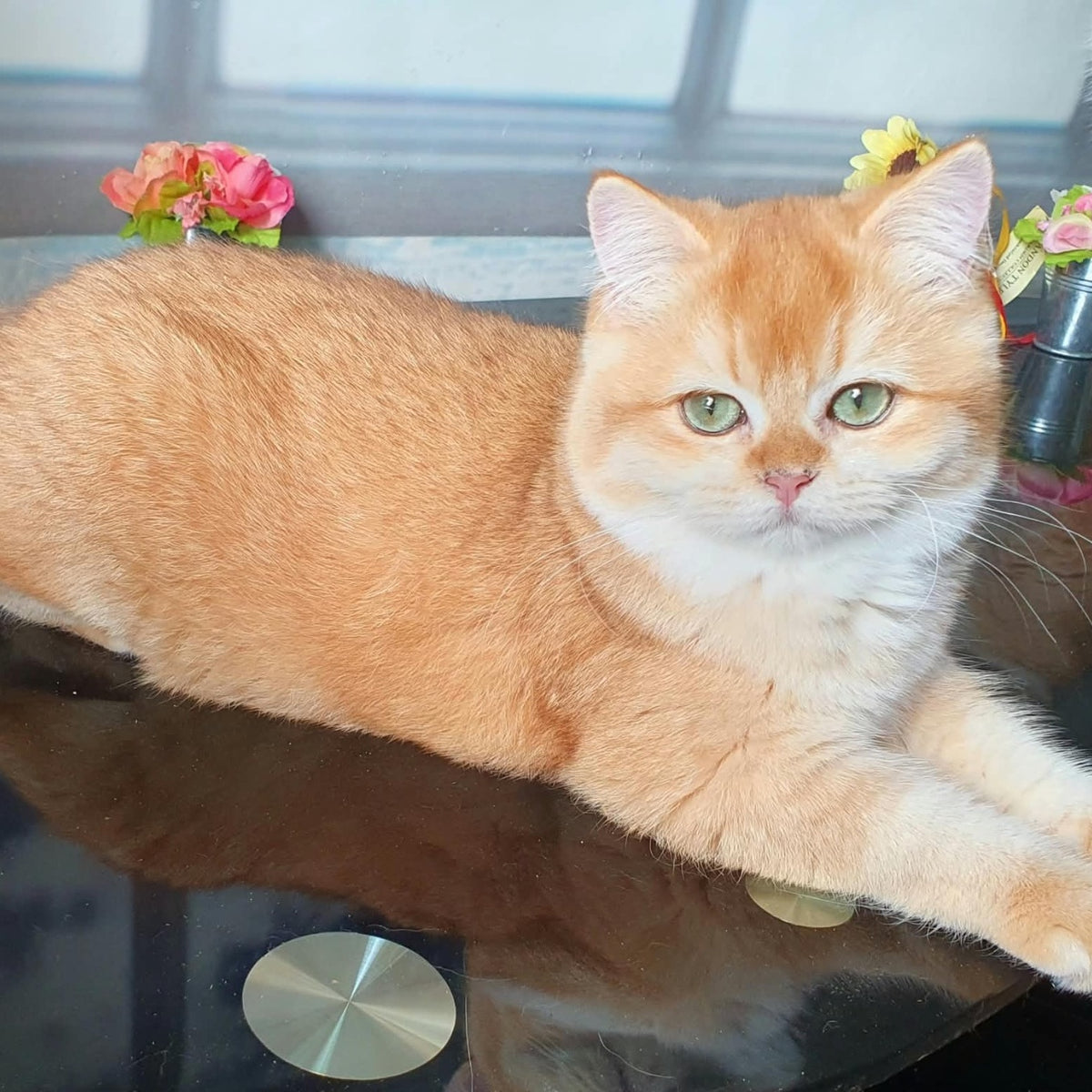 Lyuska British Shorthair female, black golden chinchilla
