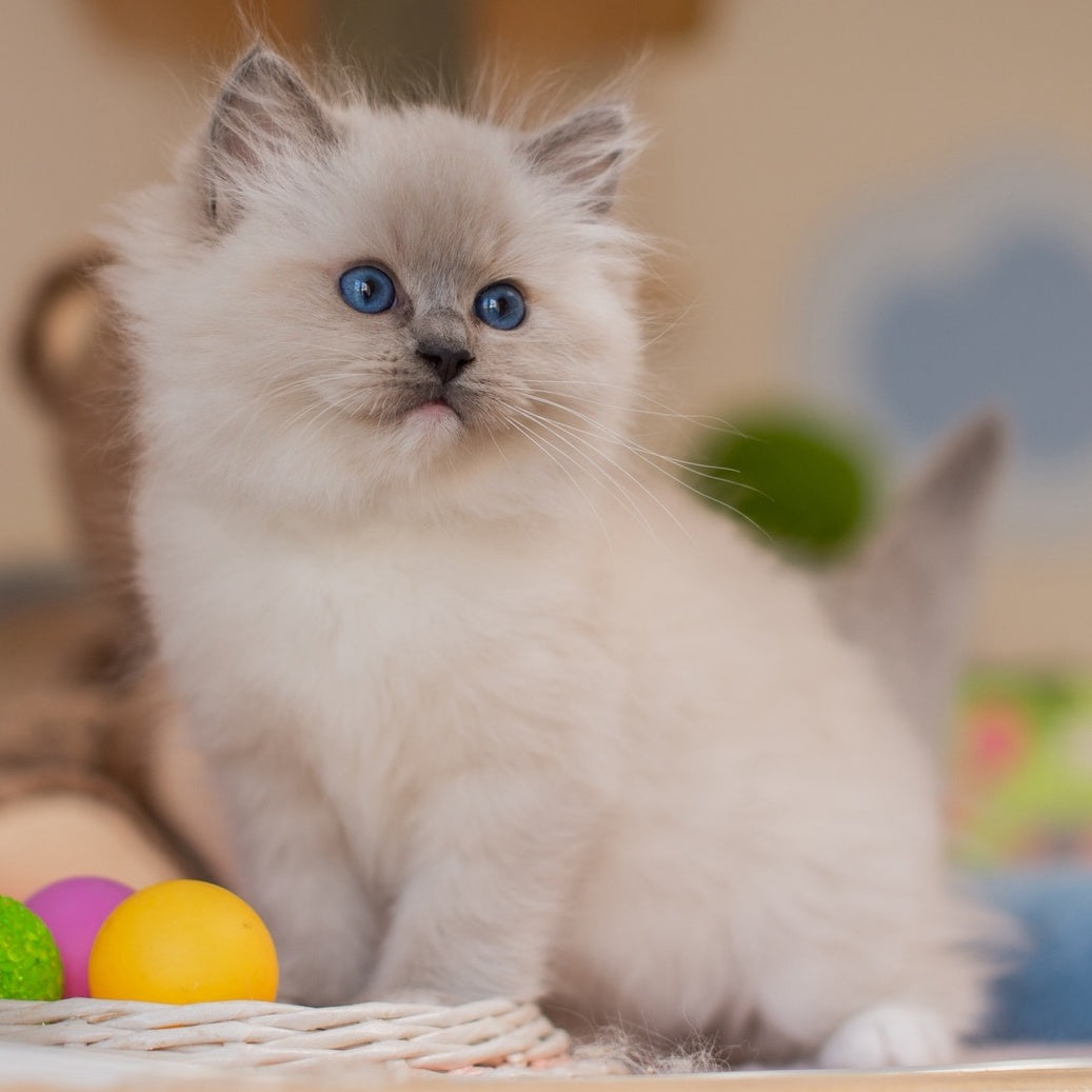 Yeshi Ragdoll male, blue mitted