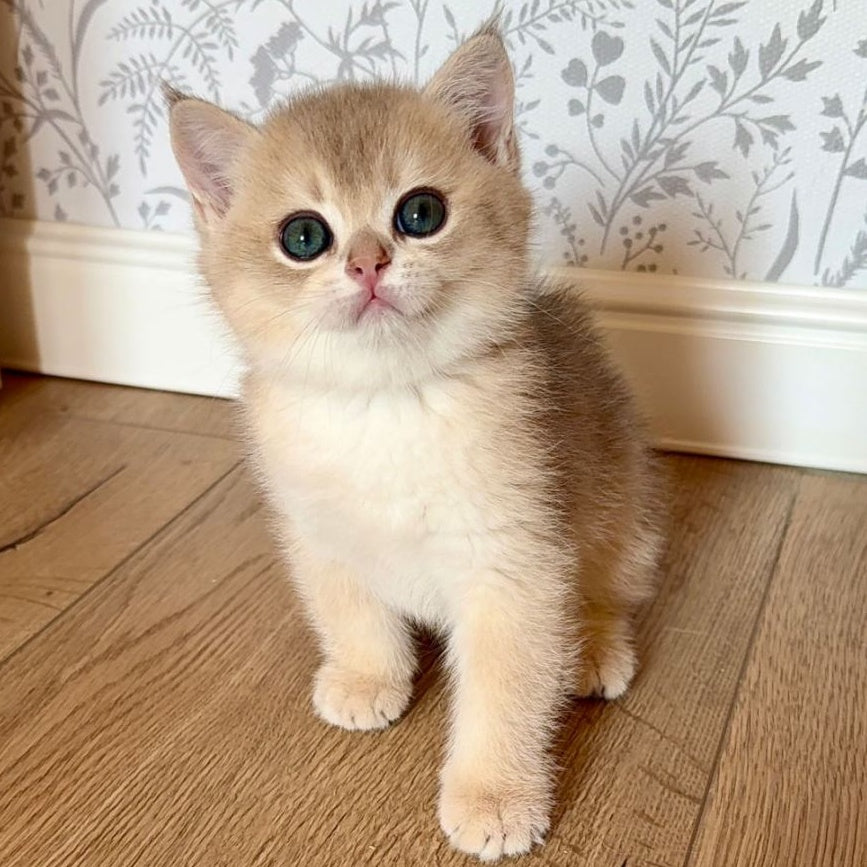 Viking British Shorthair male, blue golden shaded