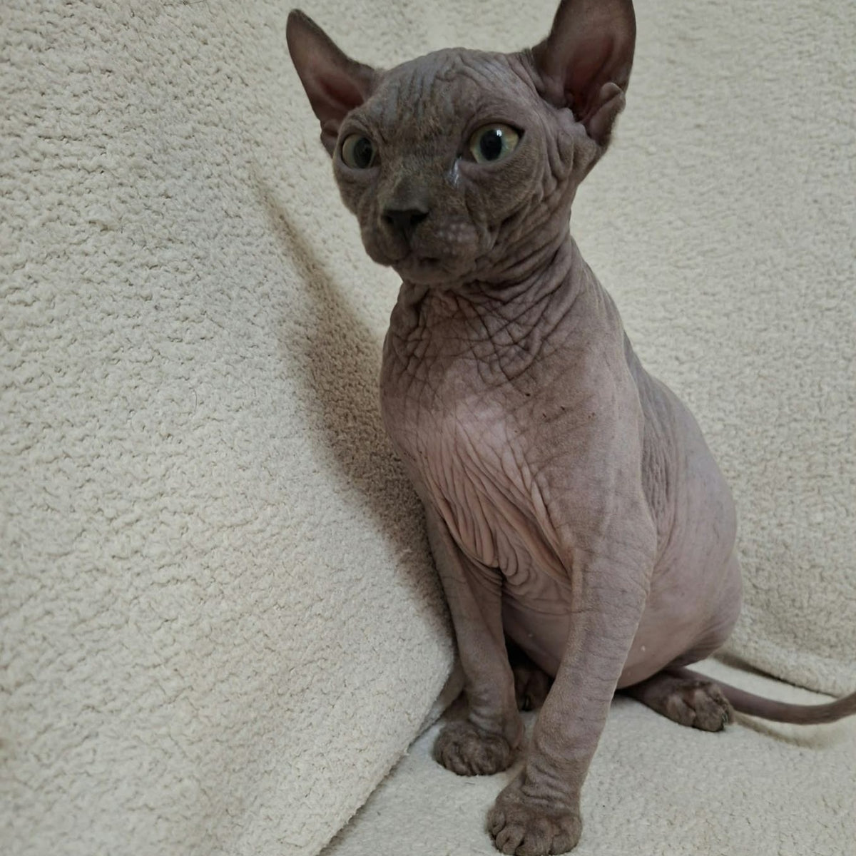 Stif Elf male, blue with white