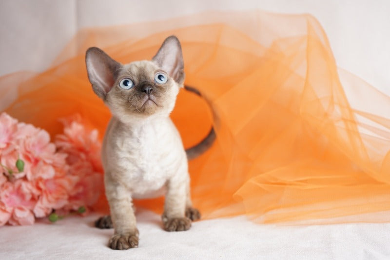Naila Devon Rex female chocolate pointed - live animals