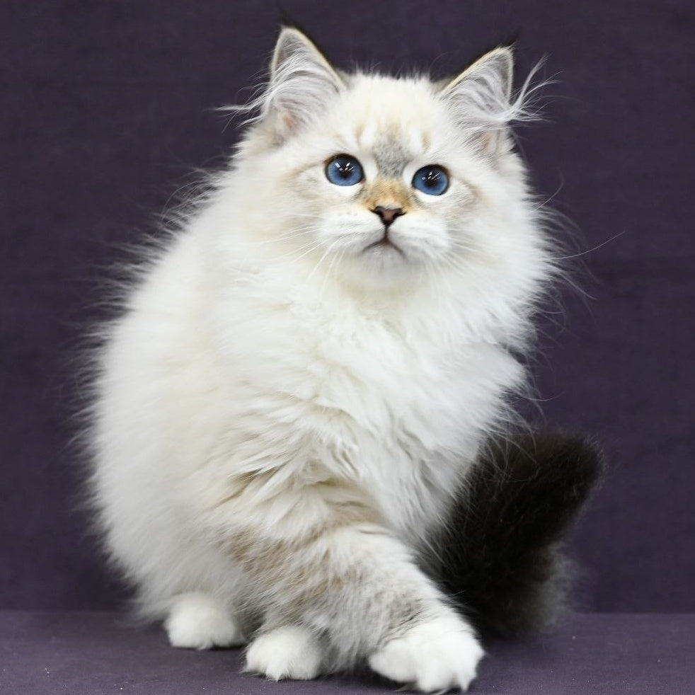 Lika Siberian female, black tabby pointed with white