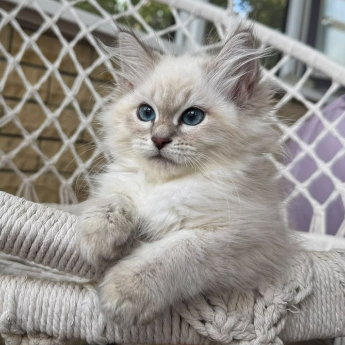 Mary Siberian female, blue pointed