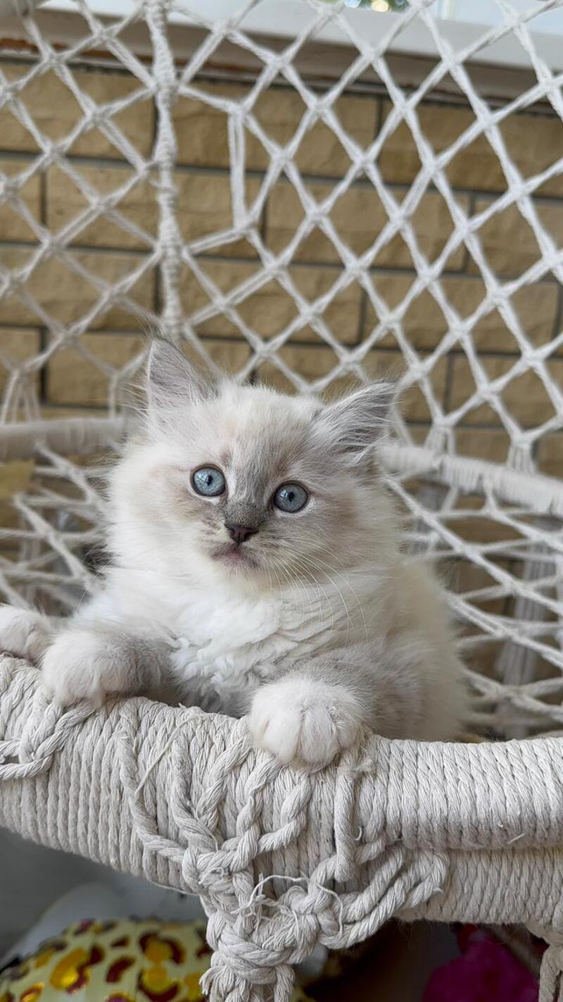 Even Siberian male, blue pointed bicolour