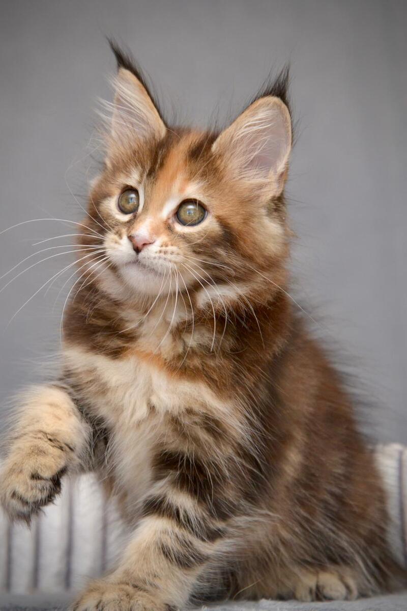 Vatrushka Maine Coon female black tortie with white tabby live animals
